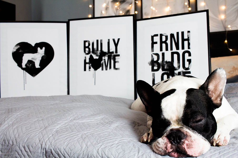 Französische Bulldoggen Poster im Wasserfarben Look von Bullyhome